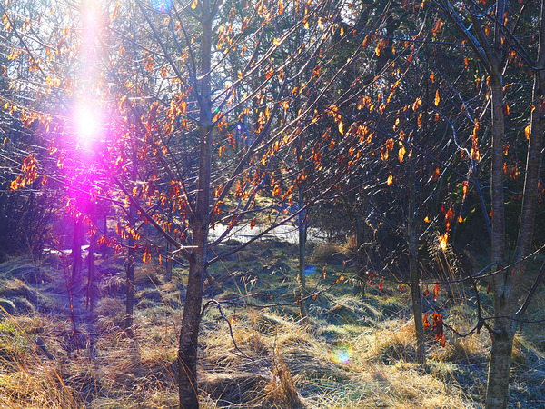 Scottish Highlands Visitation                                                                                                           Print