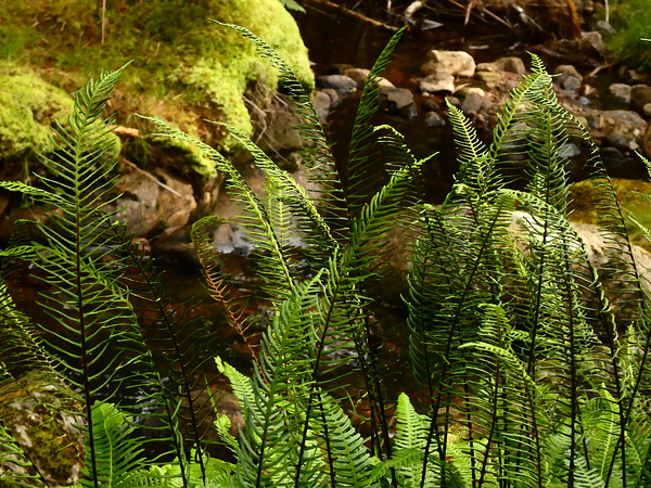 Summer Forest Ferns in the Scottish Highlands  Print