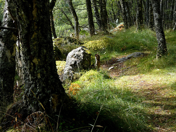 Scottish Woodland  Print