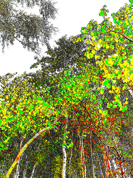 Abstract Vivid Forest Canopy                                                                                                                      Print