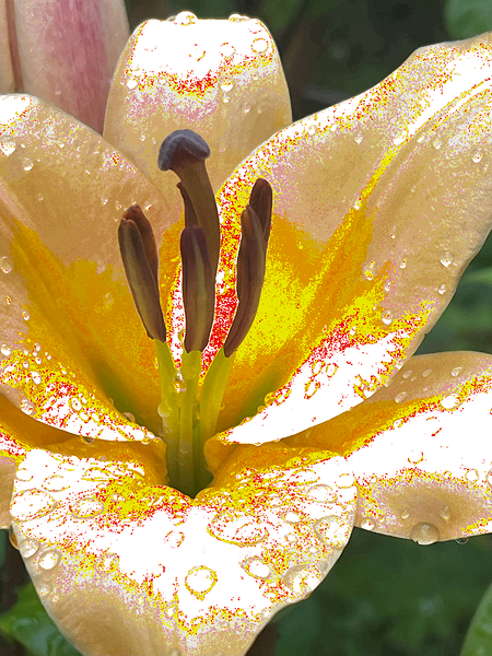 Abstract Vibrant Dew Drop Lily Flower Print