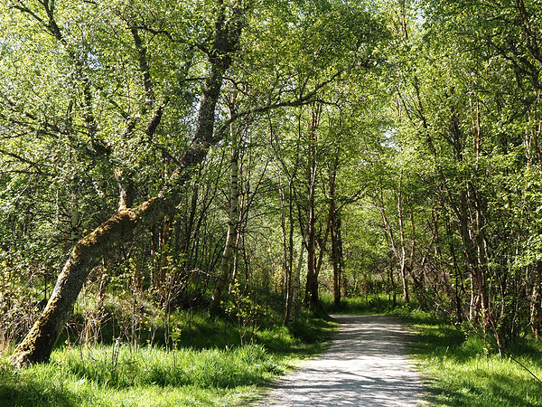  Birch Forest Path In The Scottish Highlands                                                                                                                     Print