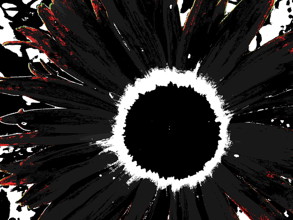 Abstract Black and White Daisy Print