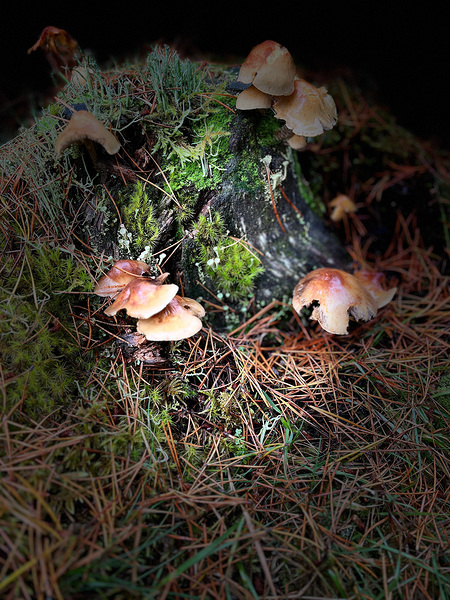 Scenes from the Trail- Forest Mushrooms  Print