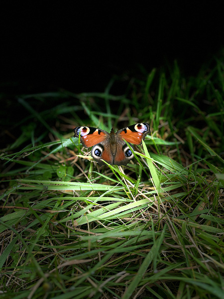 Scenes from the Trail- Butterfly Print