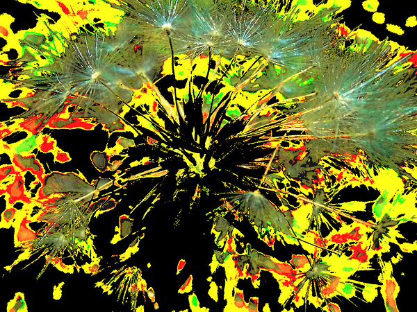 Bright Abstract Dandelion Clock Print