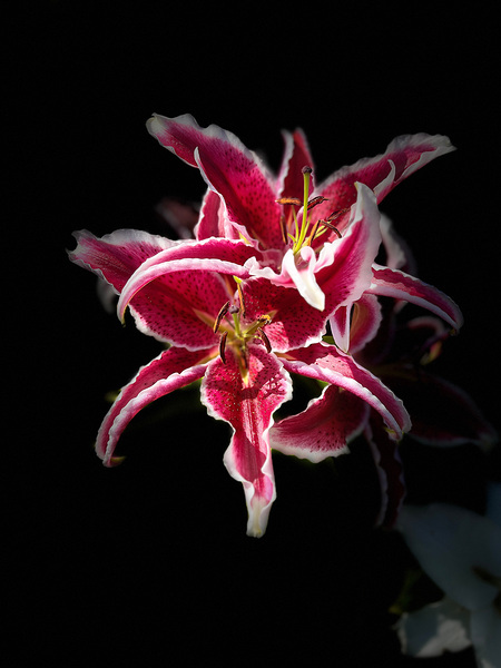 Vibrant Pink Lilies Print