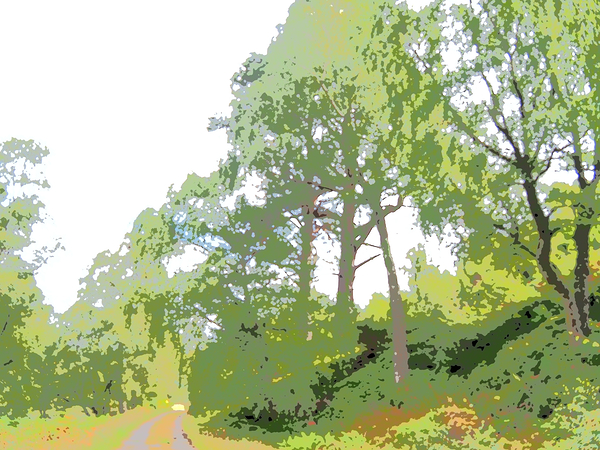 Abstract Forest in the Scottish Highlands                                                                                                                       Print