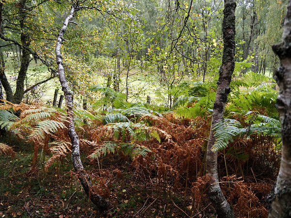  Scottish Highlands Forest Ferns and the Birch Trees                                                                                                             Print
