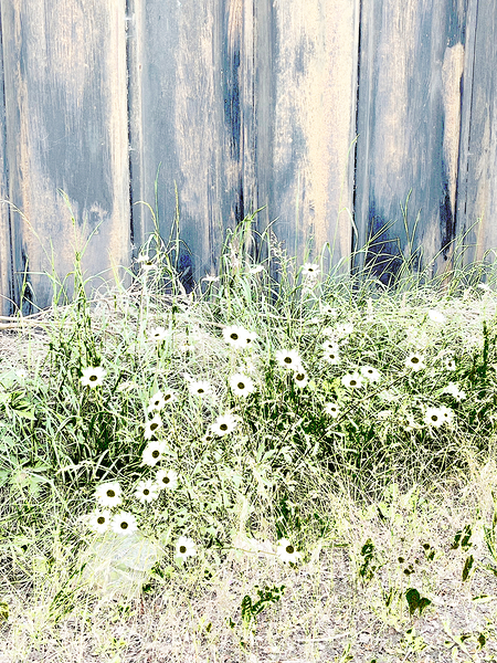 Serene Summer Daises  Print