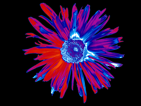 Abstract Brightly Coloured Daisy Flower Print