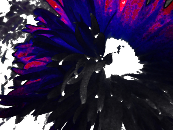 Abstract Purple and Red Daisy Print