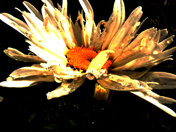 Abstract Daisy Flower Print