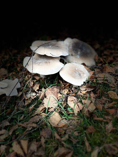 Scenes from the Trail -Autumnal Forest Mushroooms Print