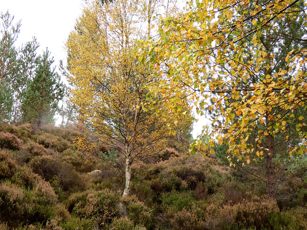 Autumn Birch Tree Glory Print