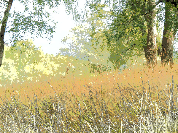 Summers Delight in the Scottish Highlands                                                                                                                      Print