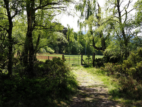 Scottish Highlands Spring                                                                                                        Print