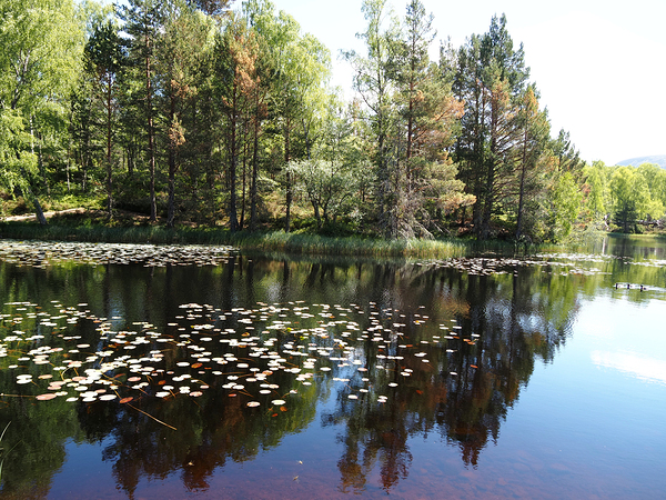  Lily Lochan In The Scottish Highlands                                                                                                                     Print
