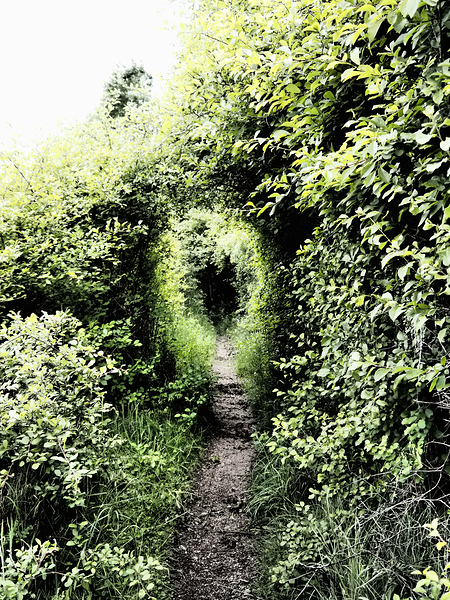 Natures Flow through the Scottish Highlands                                                                                                                      Print