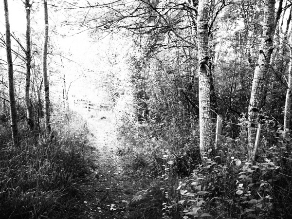 Black and White Walk through the Scottish Highlands                                                                                                                     Print