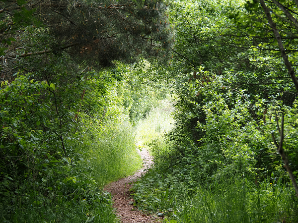 Scottish Highlands Spring Trail                                                                                                                      Print