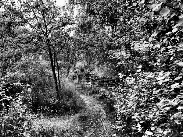 Natures Monochrome Trail in the Scottish Highlands                                                                                                                      Print