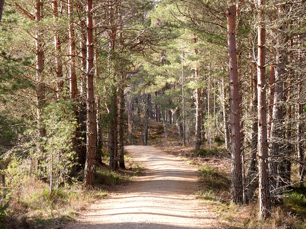  Tranquil Forest Path Through the Scottish Highlands Print