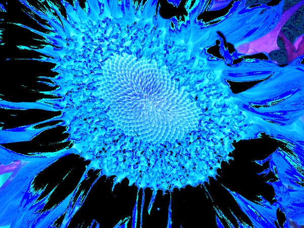 Abstract Teal Sunflower Print