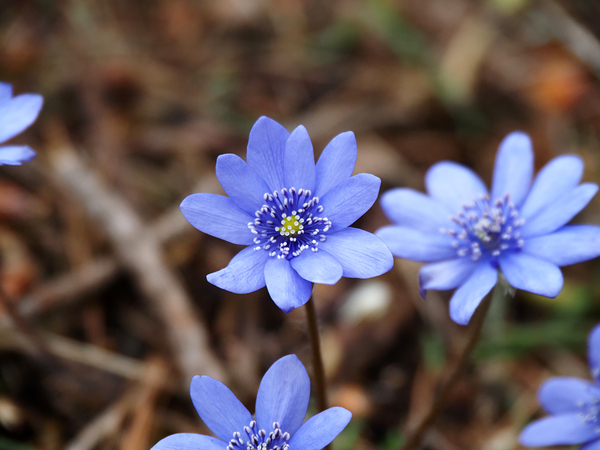 Edinburghs Blue Surprise                                                                                                                      Print