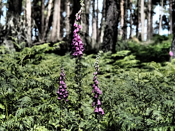Woodland Foxgloves and Ferns                                                                                                                      Print
