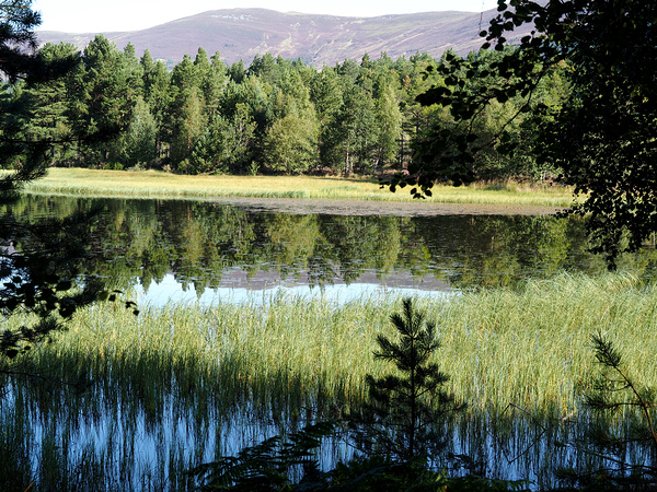   Forest Reflections on Loch Morlich                                                                                                                    Print