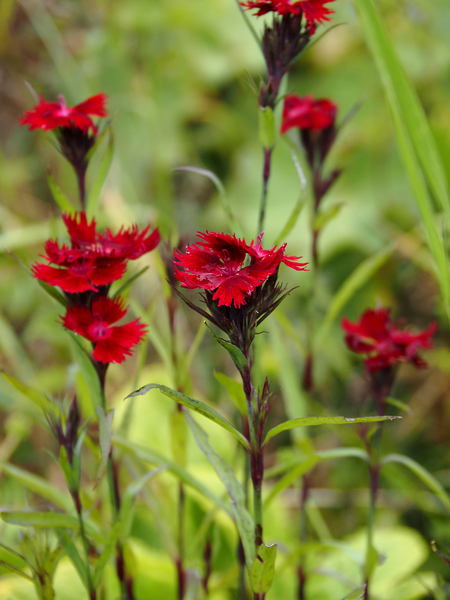  Natures Ruby Kiss in the Scottish Highlands                                                                                                                     Print