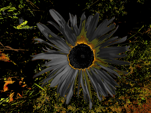 Abstract Dark Daisy Yellow Centre Print