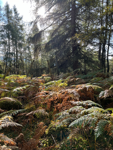 Autumnal Sunlight to the Forest Floor Print