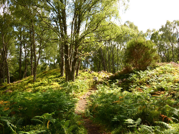 Lush Nature in the Scottish Highlands Print