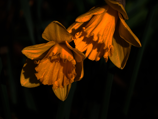 Daffodils of Spring                                                                                                                     Print