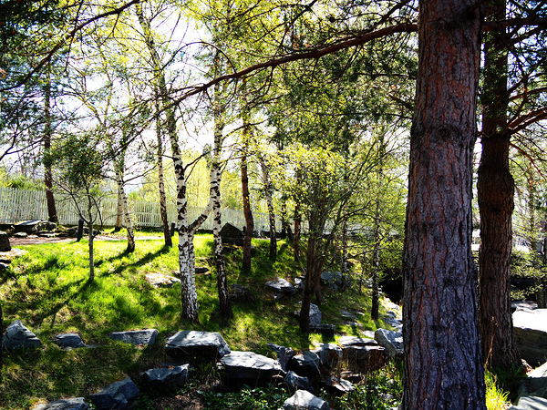  Early Spring Birch and Pine Trees in the Scottish Highlands                                                                                                                     Print
