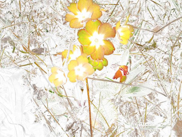  Abstract Primroses                                                                                                                     Print