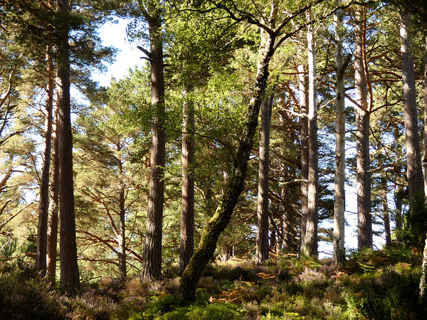  Scottish Highlands Summer Pine Forest Print