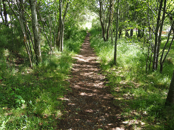 Light and Shadow on a Scottish Highlands Trail                                                                                                                      Print