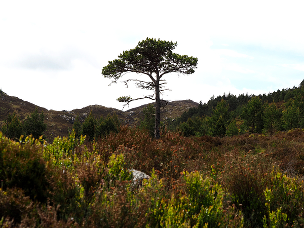  Lone Sentinel in the Scottish Highlands                                                                                                                     Print