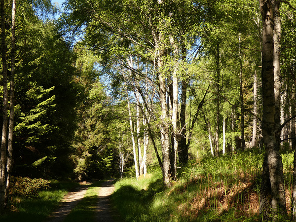 Summer Forest Path Through the Scottish Highlands Print