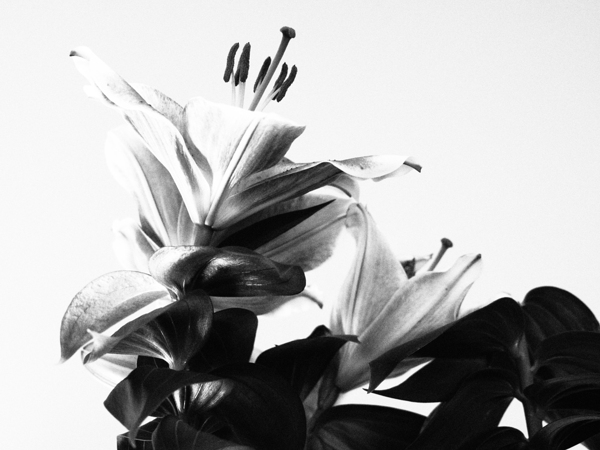  Black and White Lilies                                                                                                                     Print