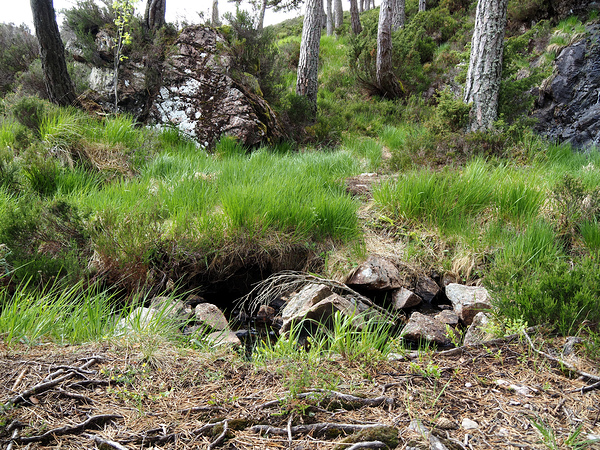 Scottish Highlands Home of the Wild Song                                                                                                                      Print