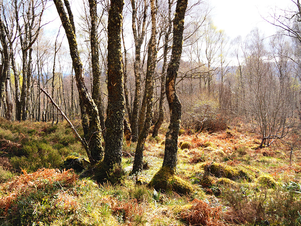 Springs Hello for the Scottish Highlands                                                                                                                      Print
