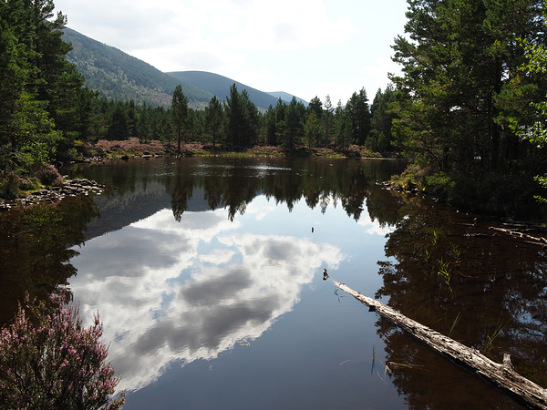  Summer Time at Loch An Eilein                                                                                                                     Print