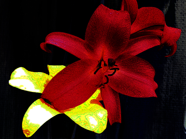 Cool Contemporary Dark Lily Flowers Print