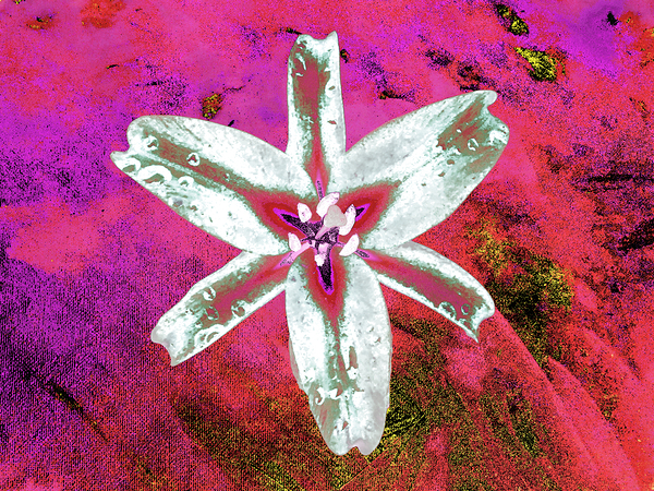 Abstract Contrasting Stunning Lily Flower Print