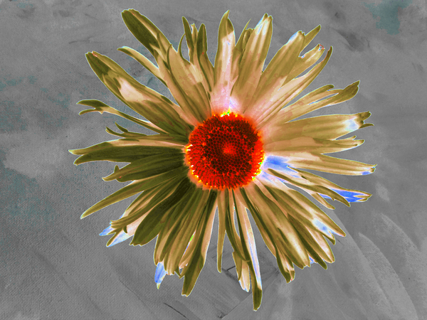 Abstract Vibrant Daisy Flower on a Grey Abstract Background Print