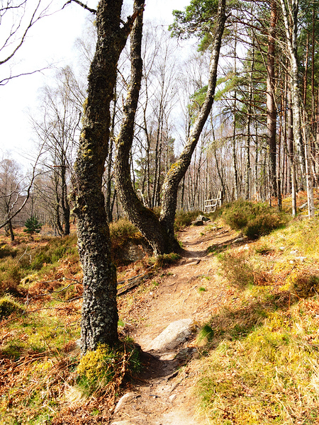 Natures Spring Caress for the Scottish Highlands                                                                                                                      Print